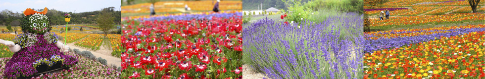 香山ラベンダーの丘 山陰 山陽花めぐり街道