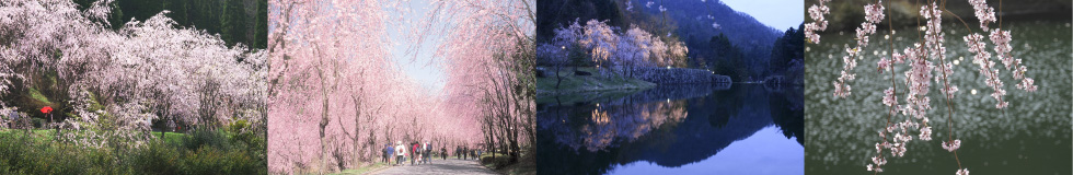 世羅甲山ふれあいの里 山陰 山陽花めぐり街道